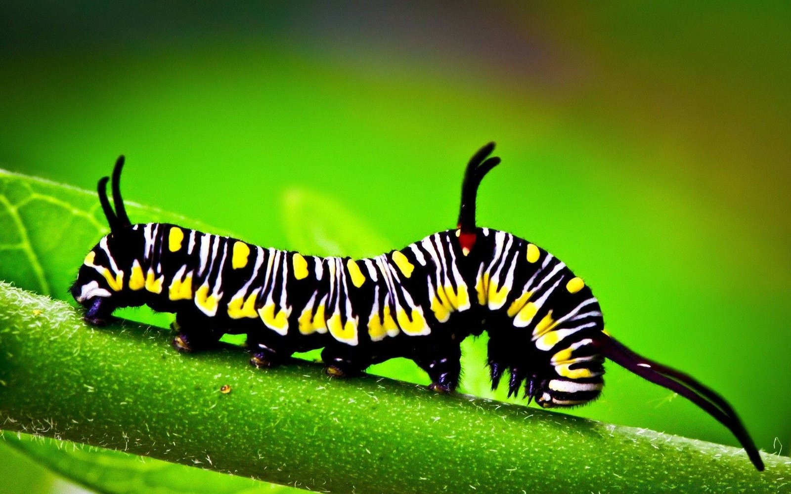 caterpillar-background-nt50vomxwjqqybge